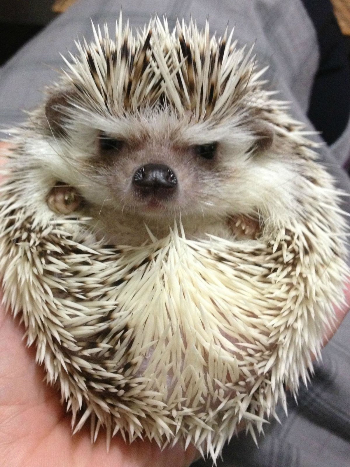 Ежик с автоматом