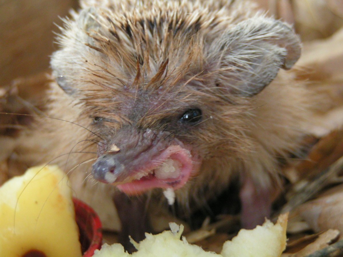 Упоротый еж