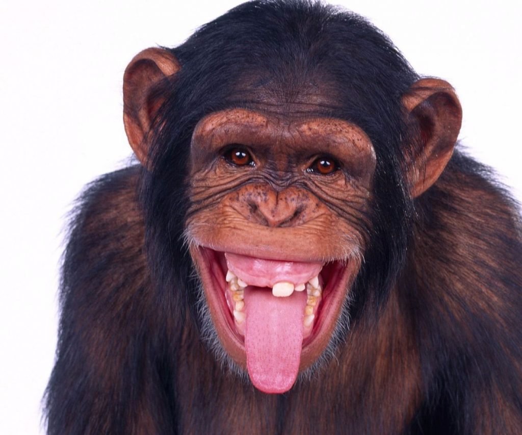 Ребенок дразнится языком