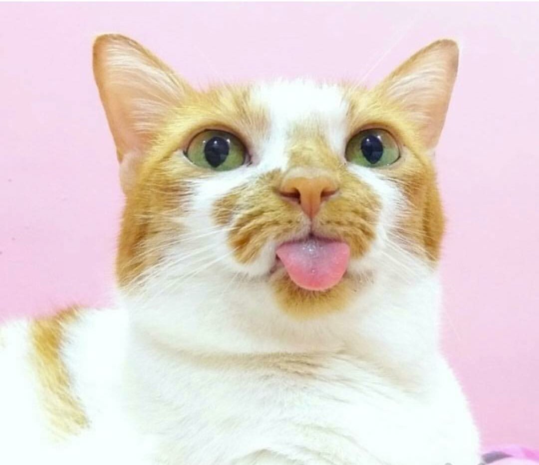 Котенок с высунытым языком