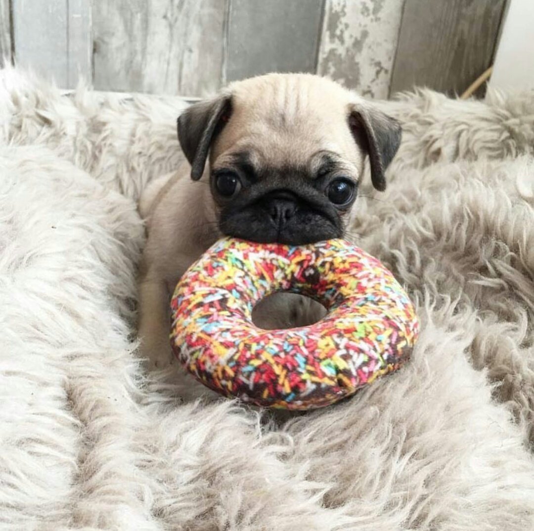 Няшный Мопс