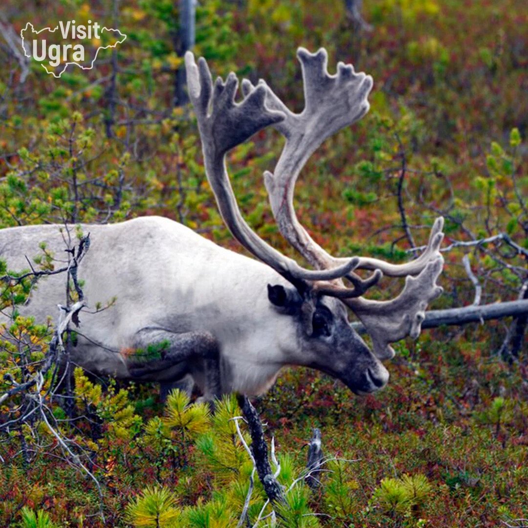 Северный олень ХМАО Югры