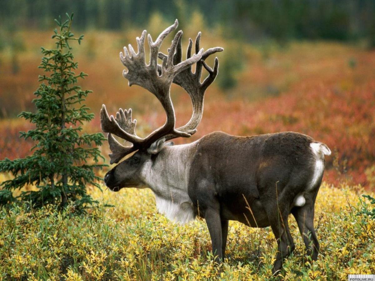 Олень Северный Лесной Сибирский