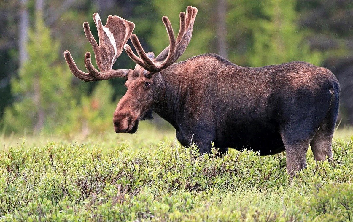 Сохатый Лось Байкальский