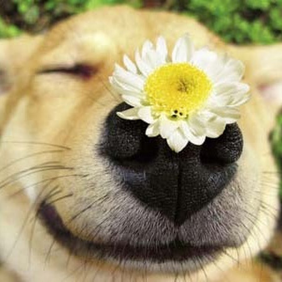 Смешной цветочек