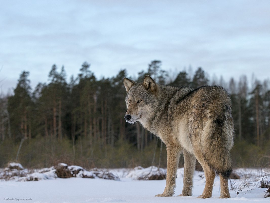 Юганский заповедник Флора