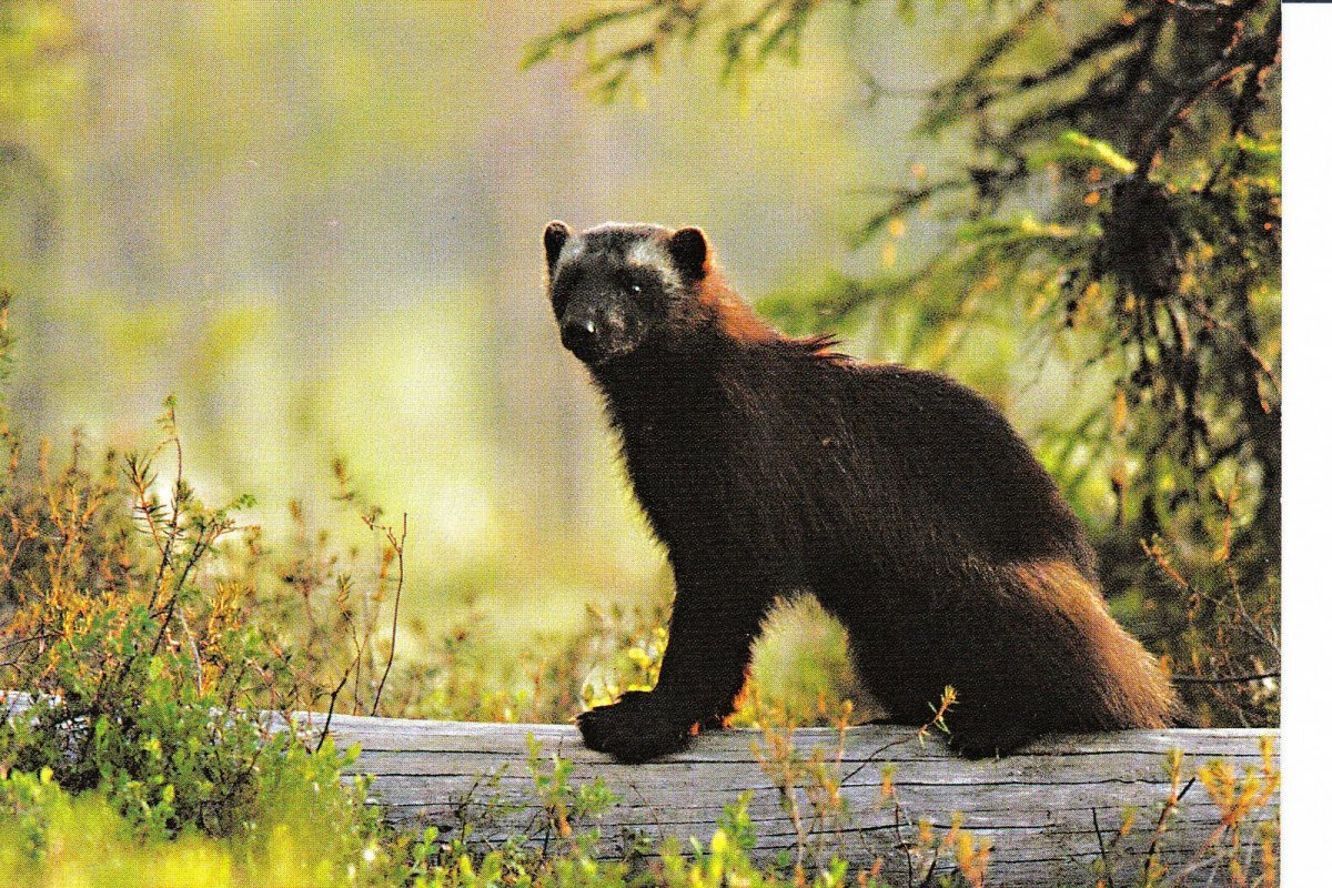 Северный олень ХМАО