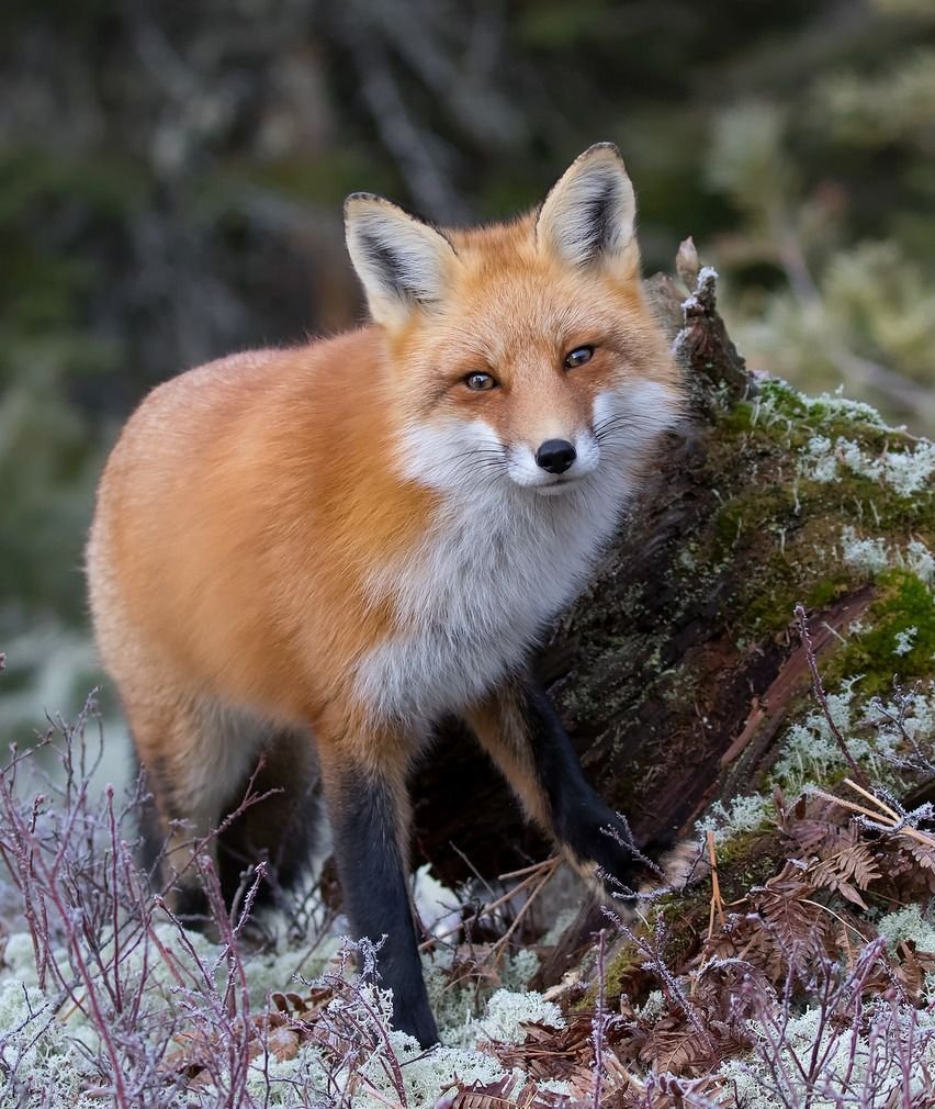 Уссурийская лисица