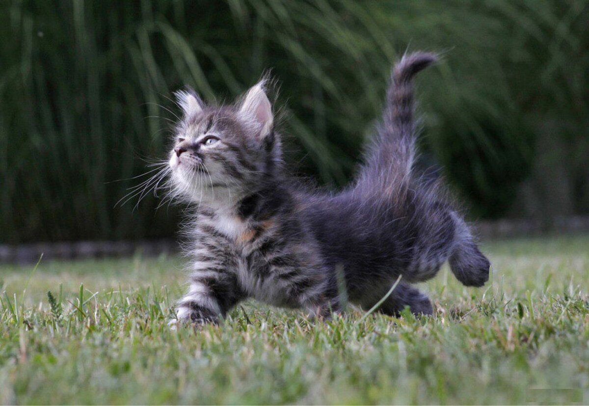 Доброе утро с гномиками