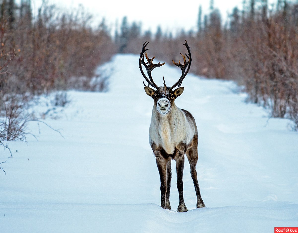 Заказники Югры заказники ХМАО Югры Березовский