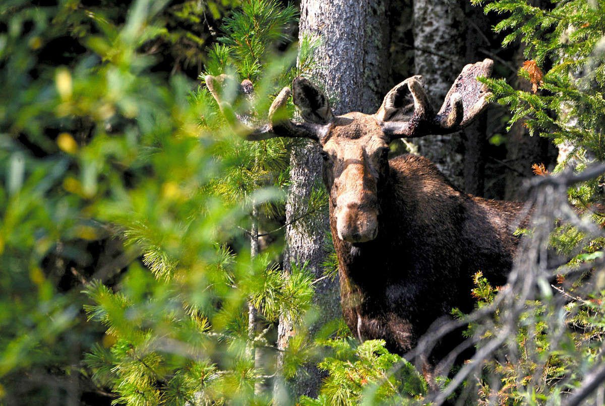 Природный заказник "Сорумский"