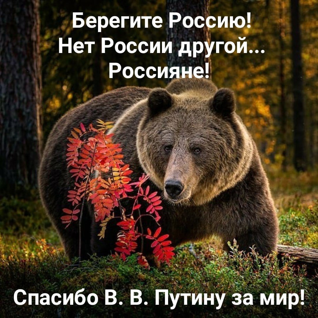 Медведь в деревне