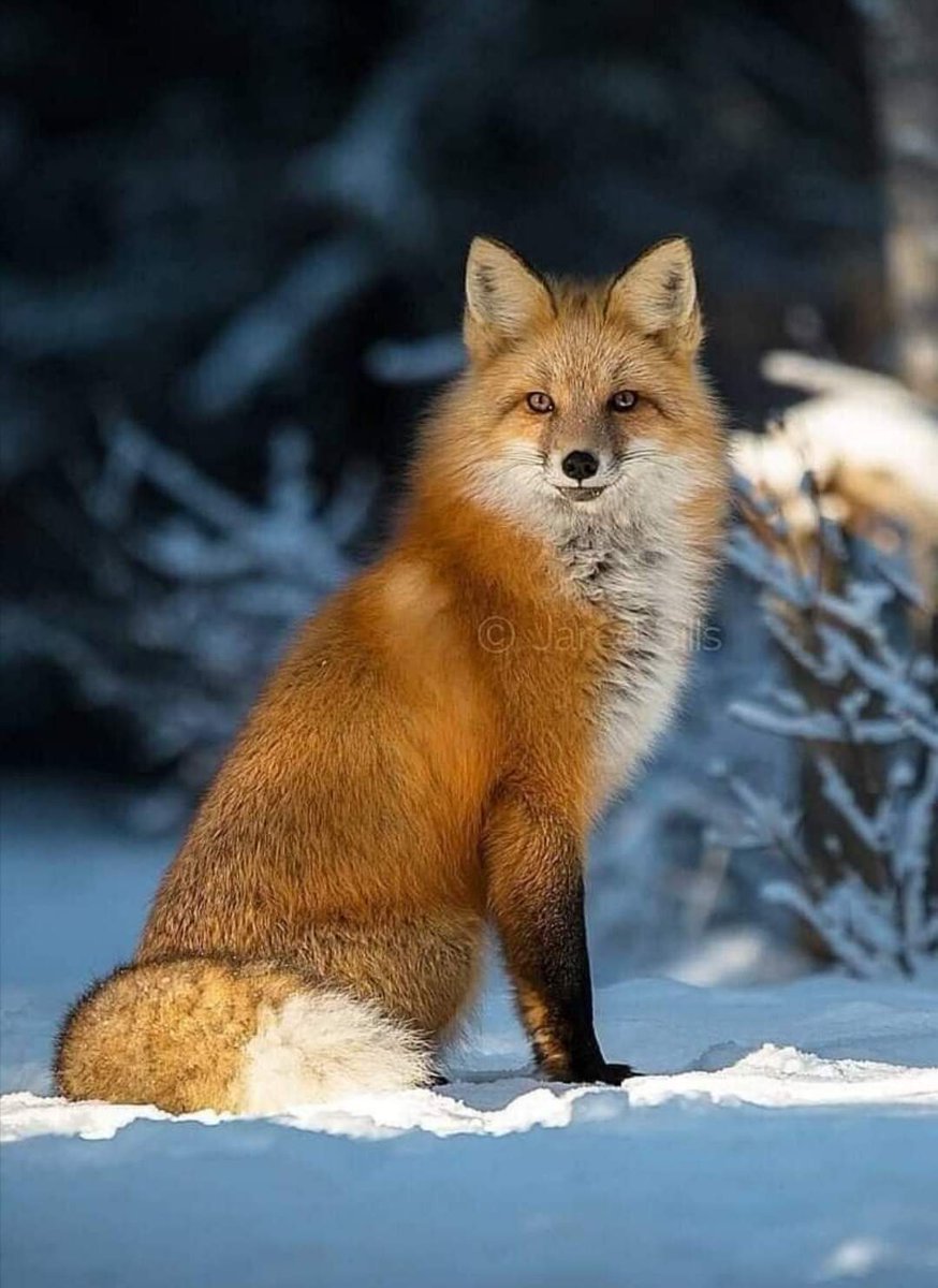 Красивая белка