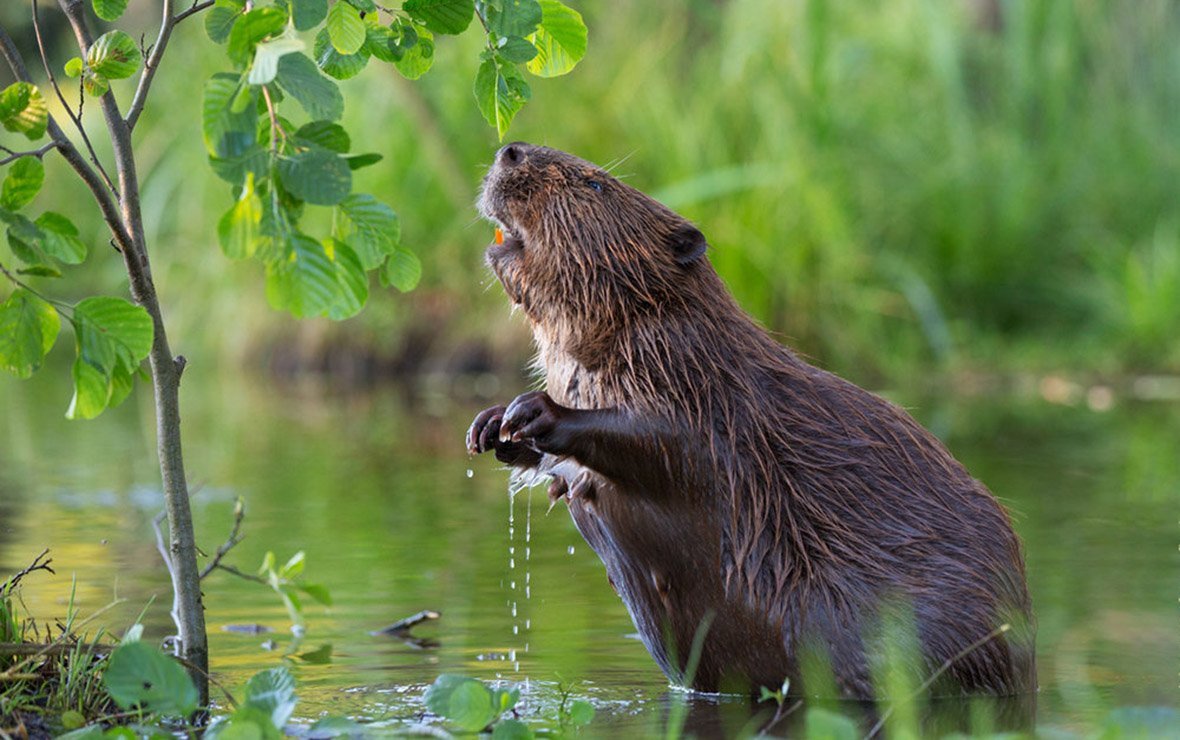 Речной Бобр