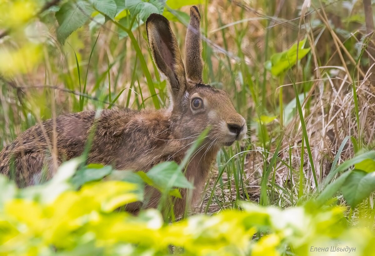 Ханты-Мансийск медведи