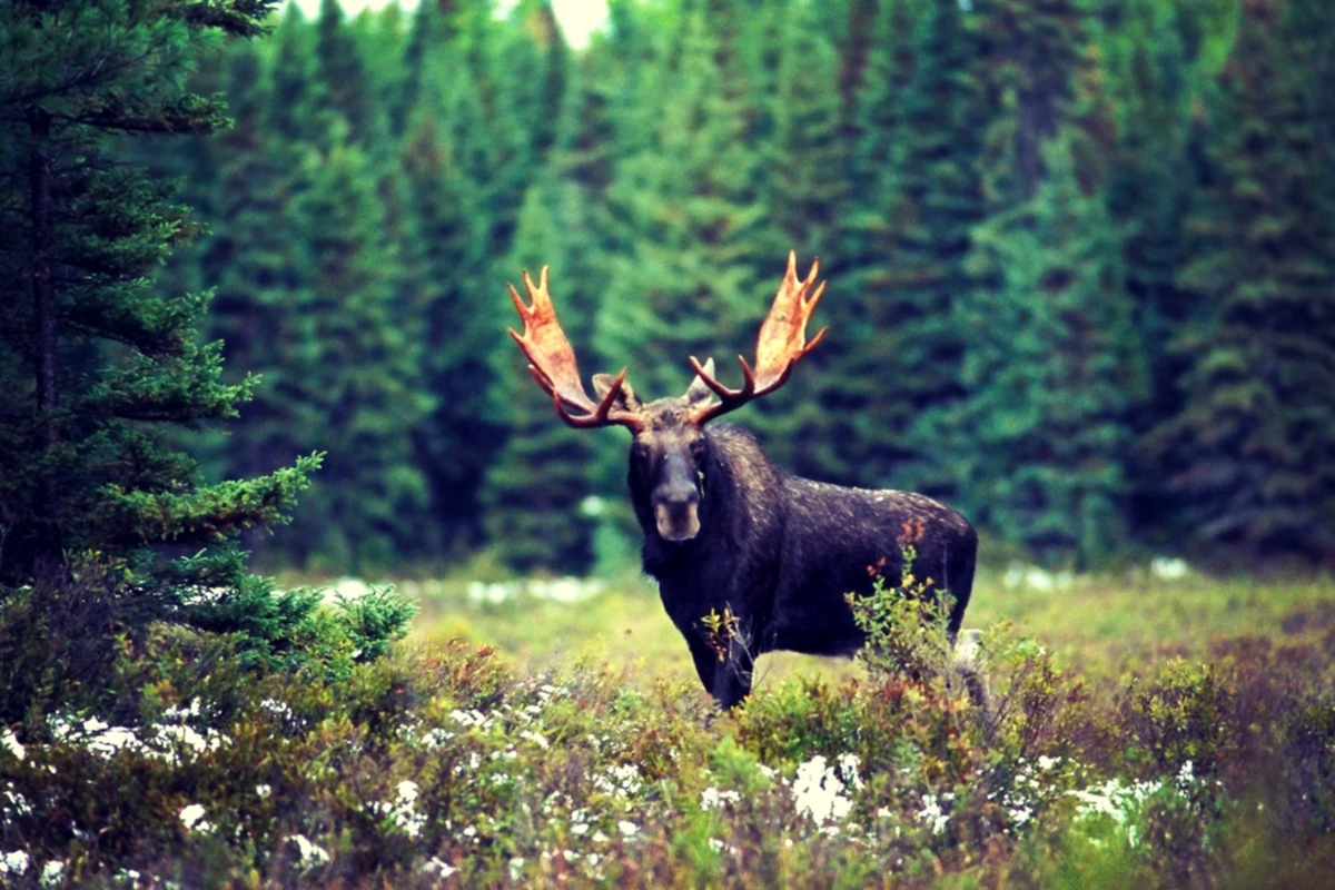 Лисичка Патрикеевна Полярная