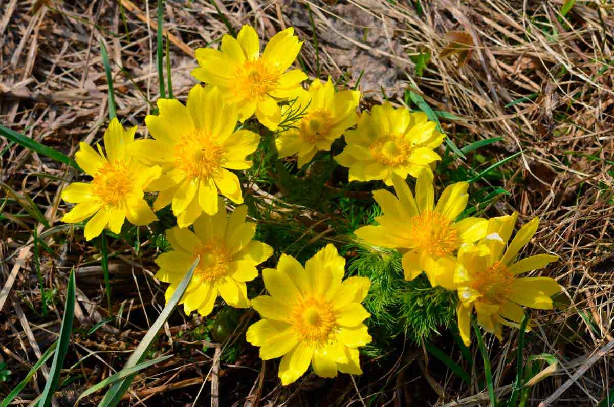 Адонис весенний