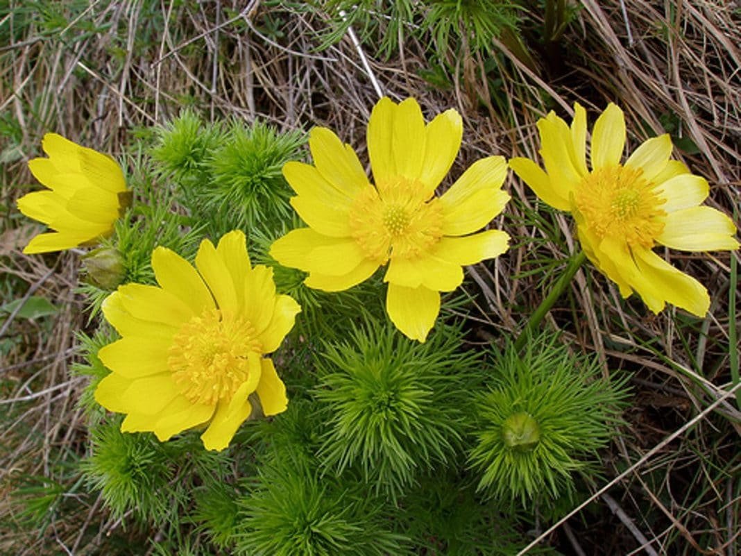 Адонис золотистый