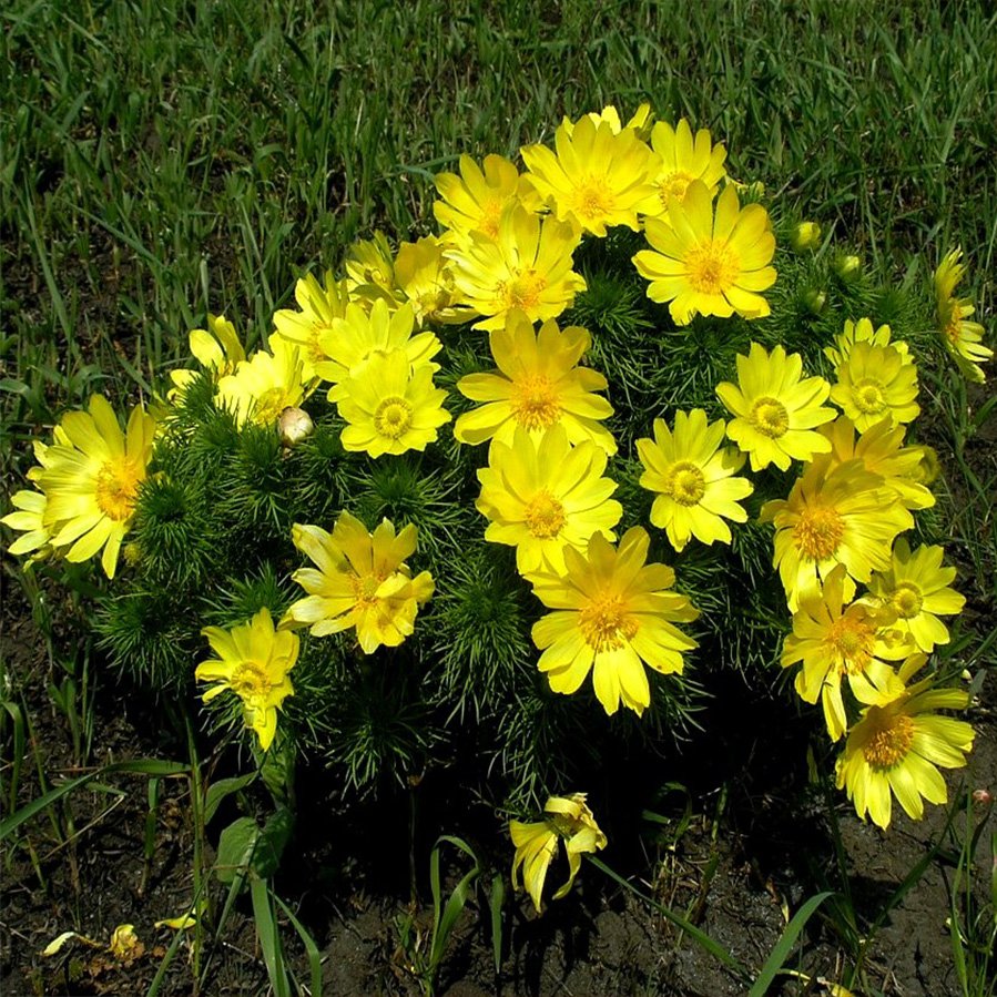 Цветы адонис и анемон