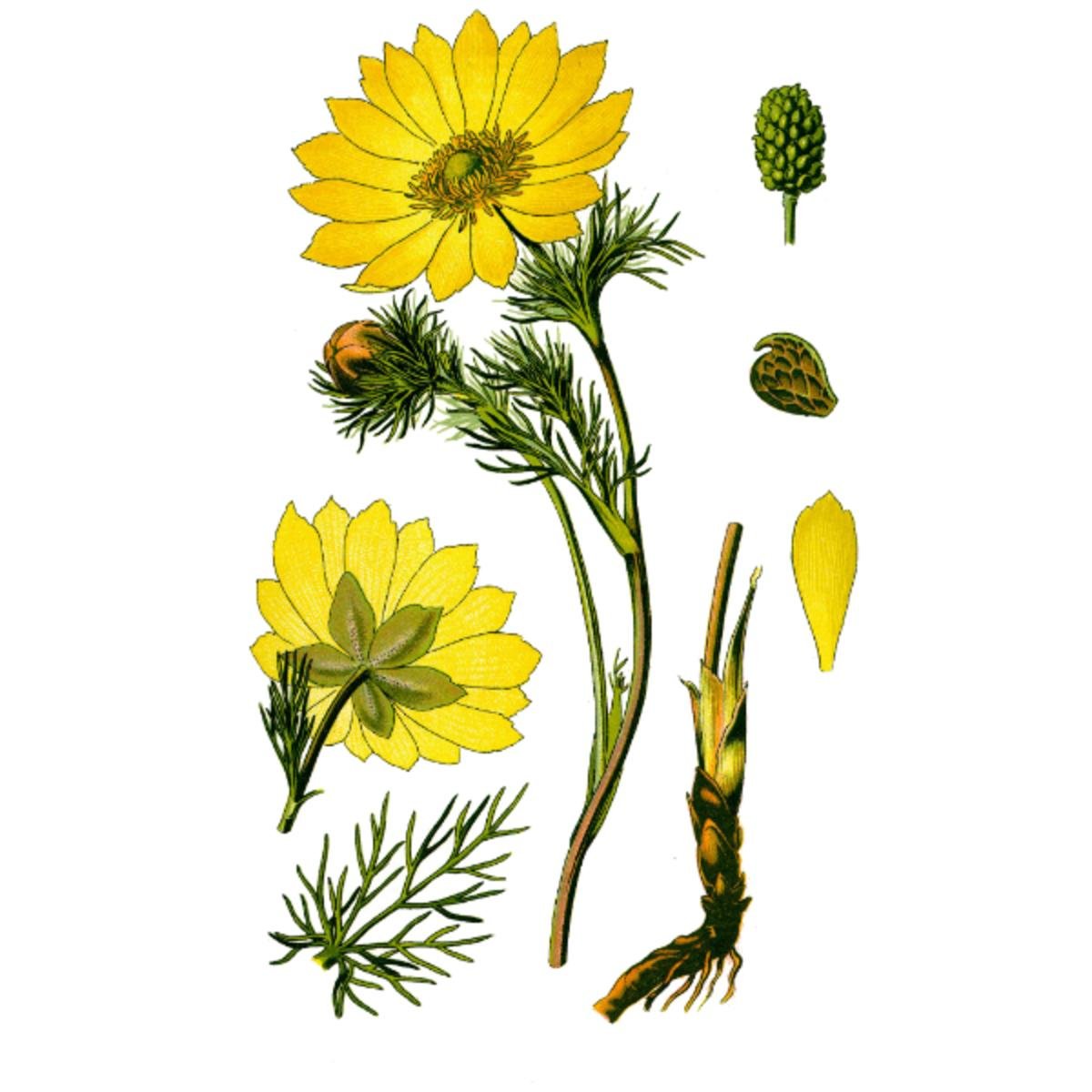 Адонис весенний лучик