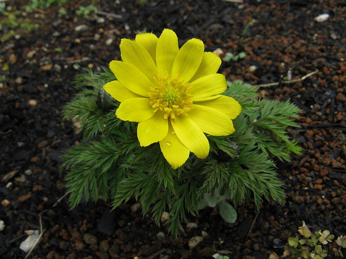 Крымский адонис весенний