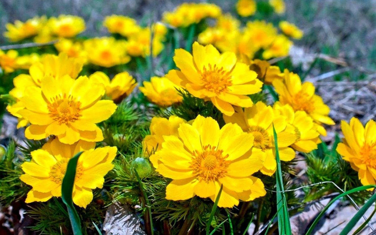 Адонис весенний и Волжский