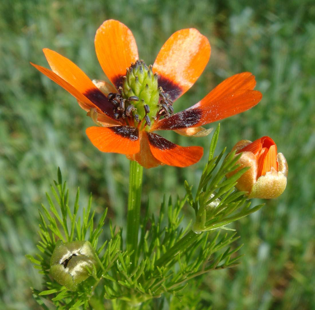 Горицвет золотистый