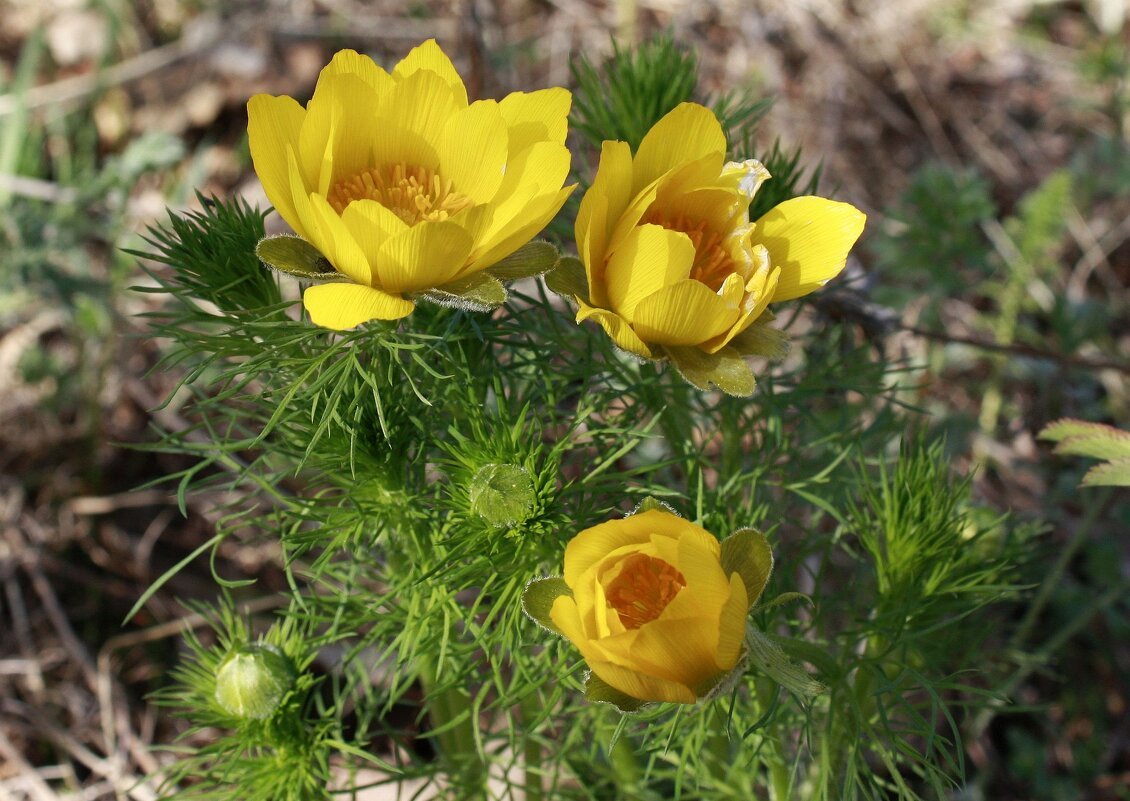 Стародубка адонис весенний