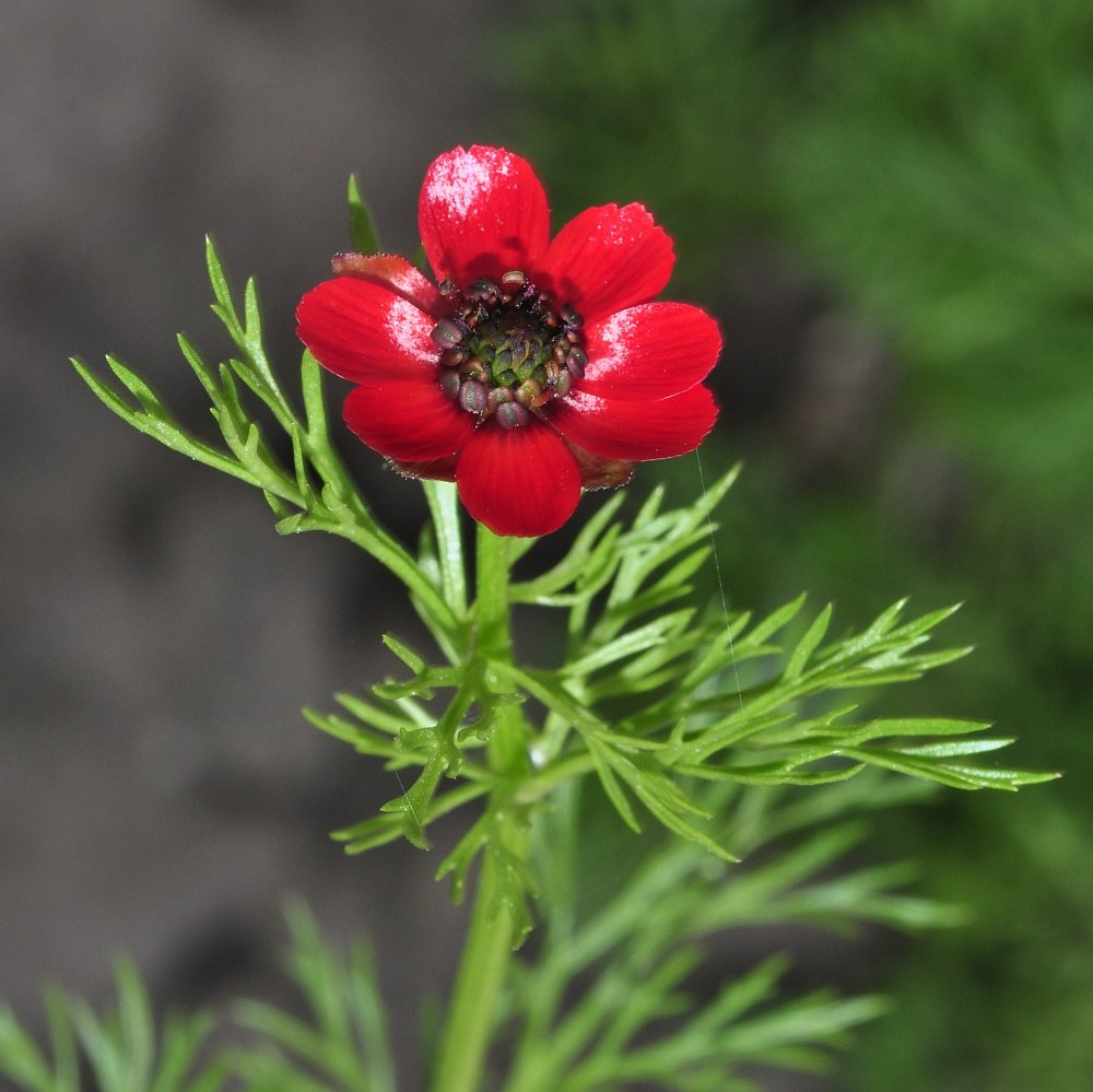 Адонис однолетний