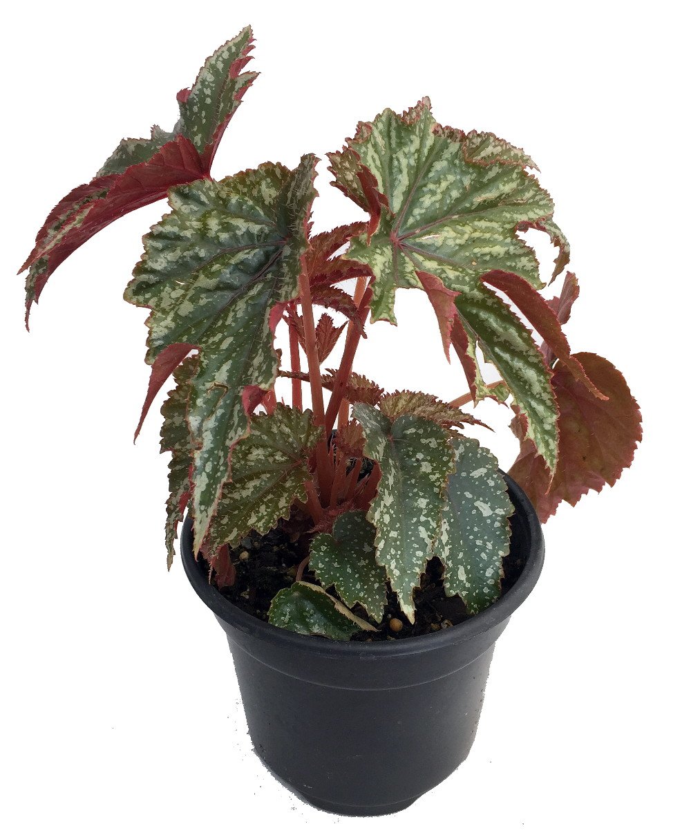 Цветок бегония