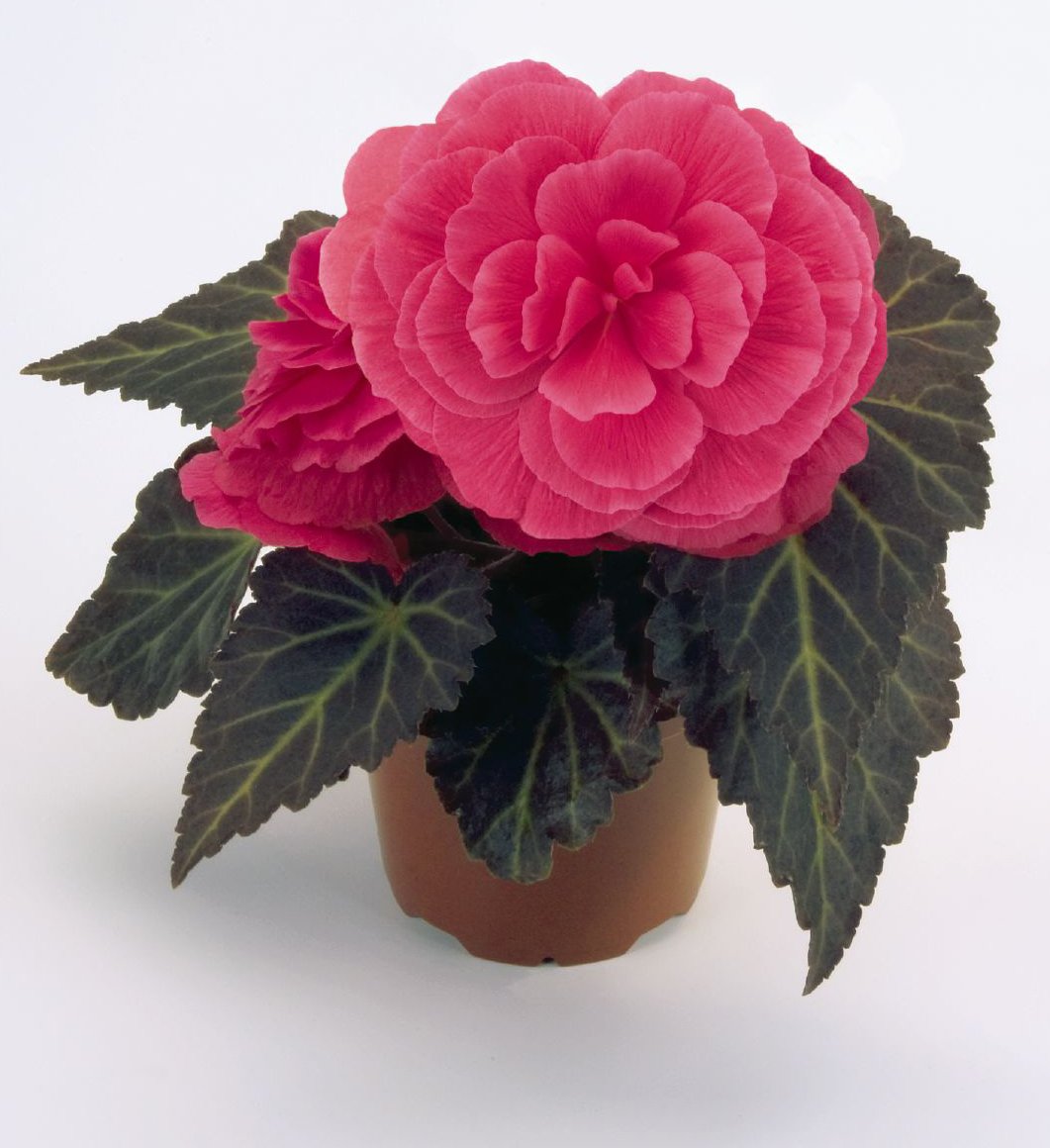 Бегония клубневая нон стоп Пинк