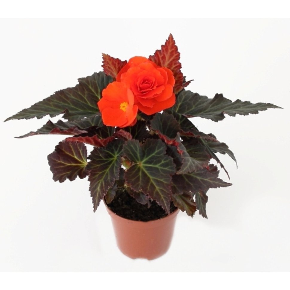 Бегония Голден Пикоти