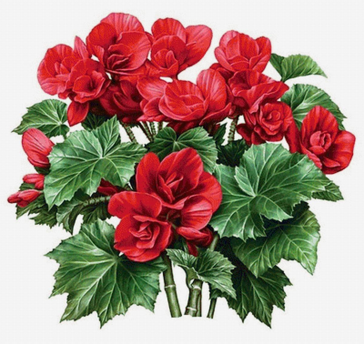 Королевская герань, бегония