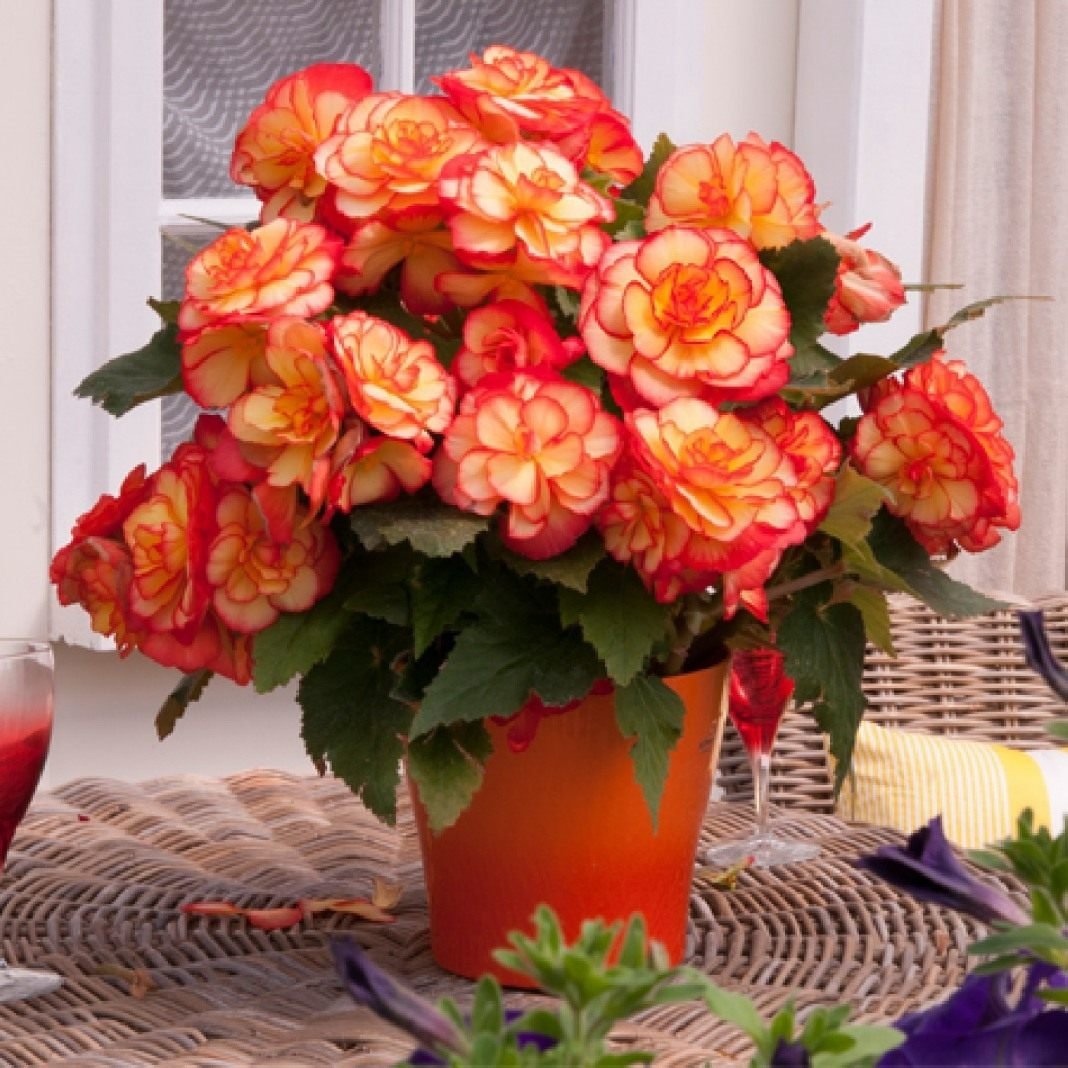 Цветок бегония