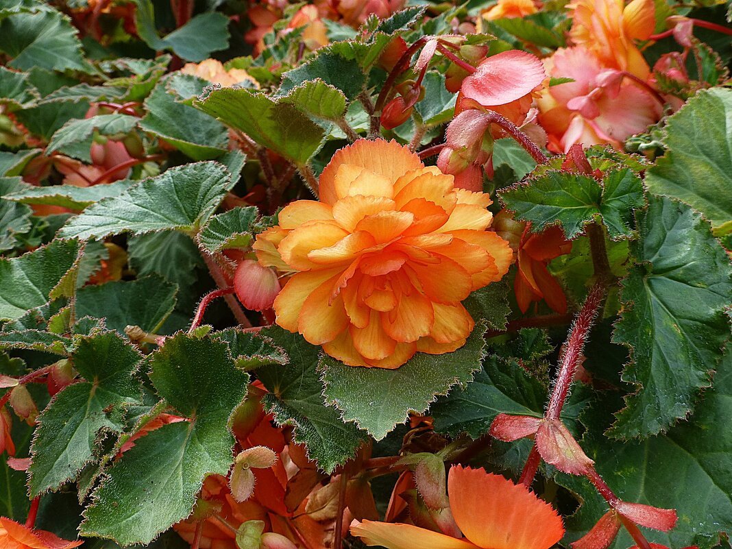 Бегония мультифлора максимум Швейцария