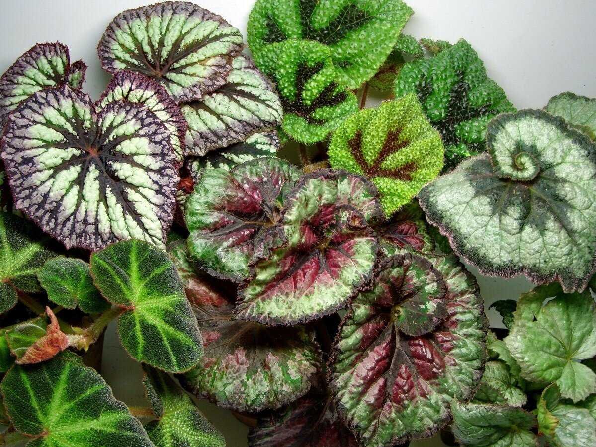 Бегония Emerald Wave