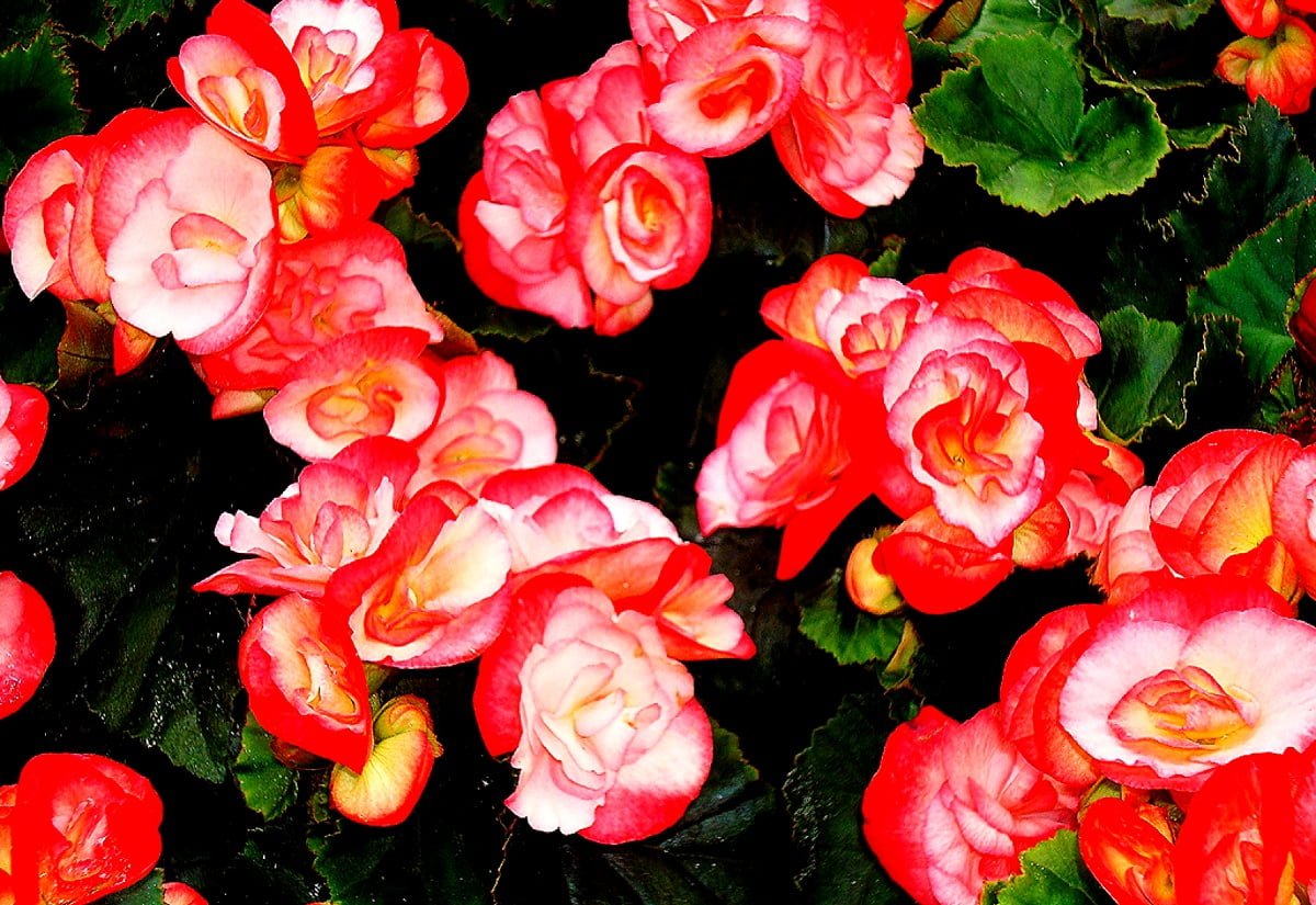 Цветок бегония клубневая