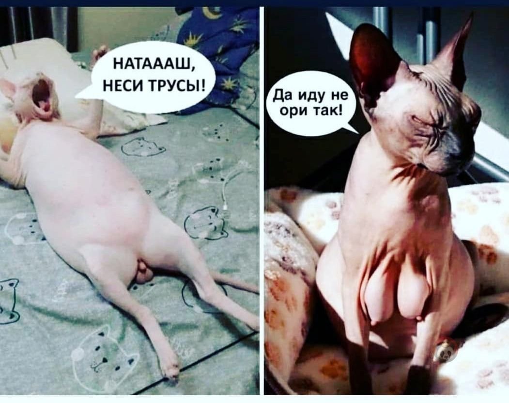 Кот с микрофоном