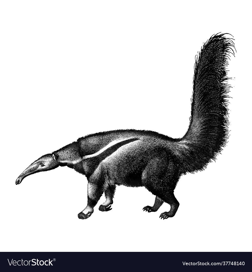 Муравьед сбоку