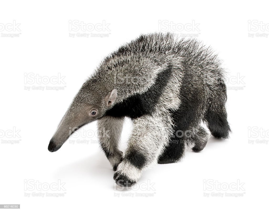 Муравьед 75 см Hansa