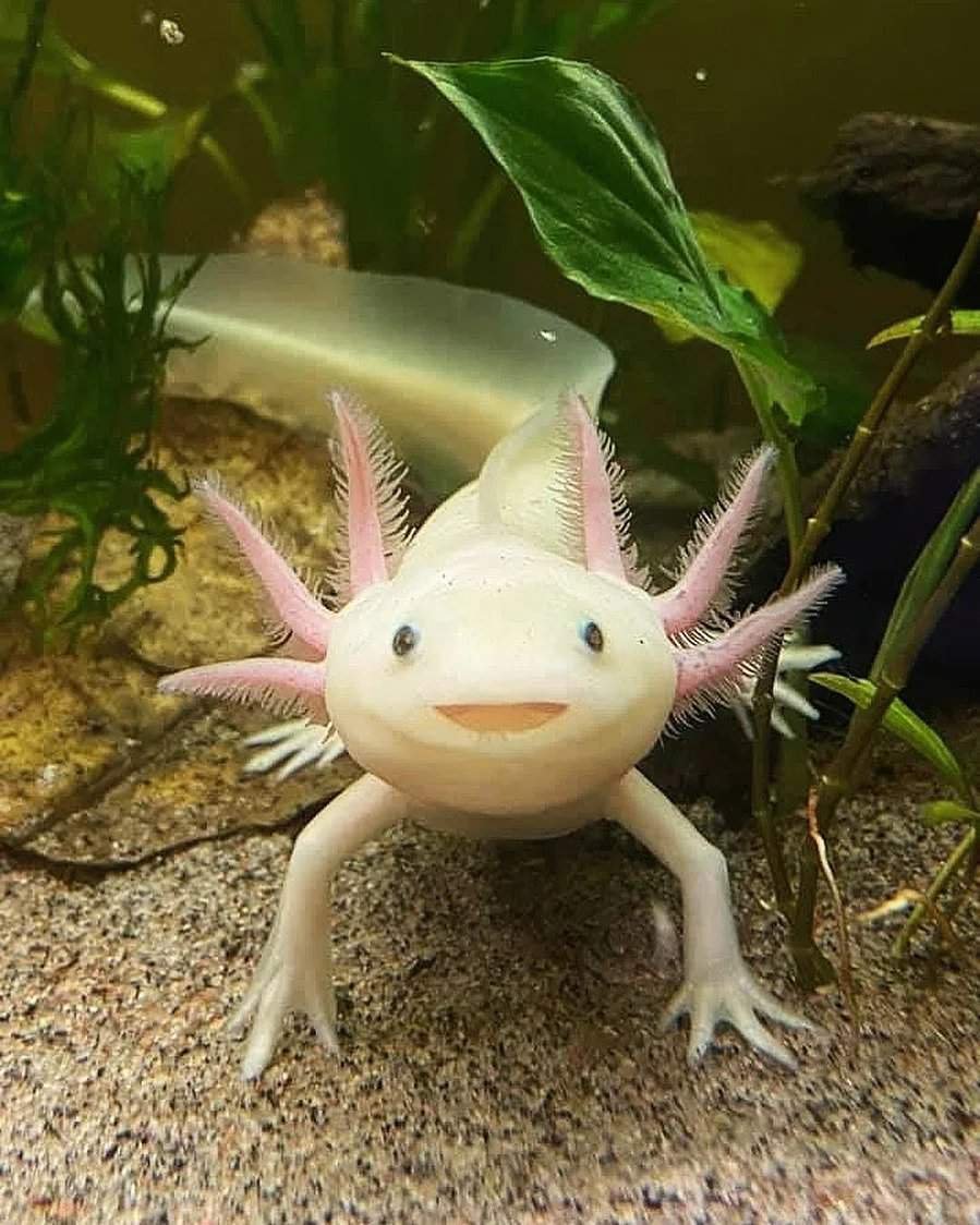 Тритон аквариумный аксолотль
