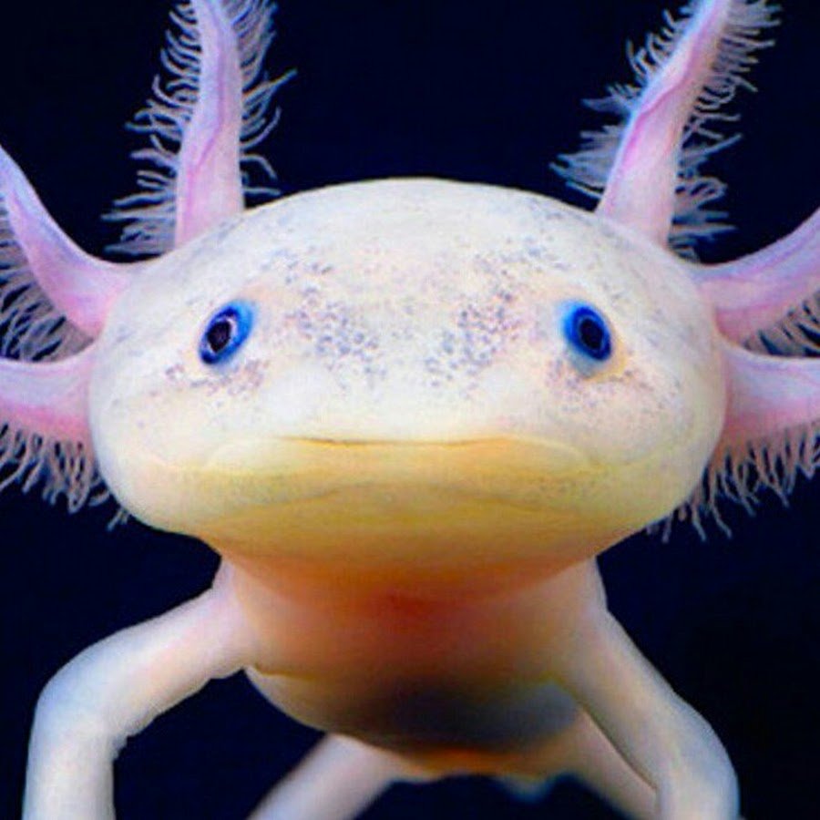 Билл шифр и аксолотль