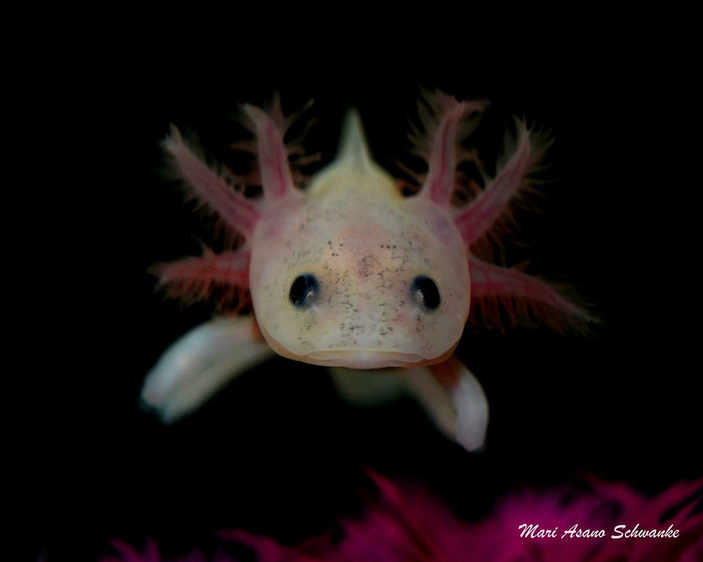 Светлана Козлова Киров AXELOT