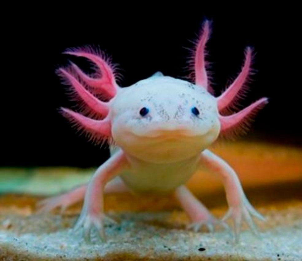 Живой Лунтик аксолотль