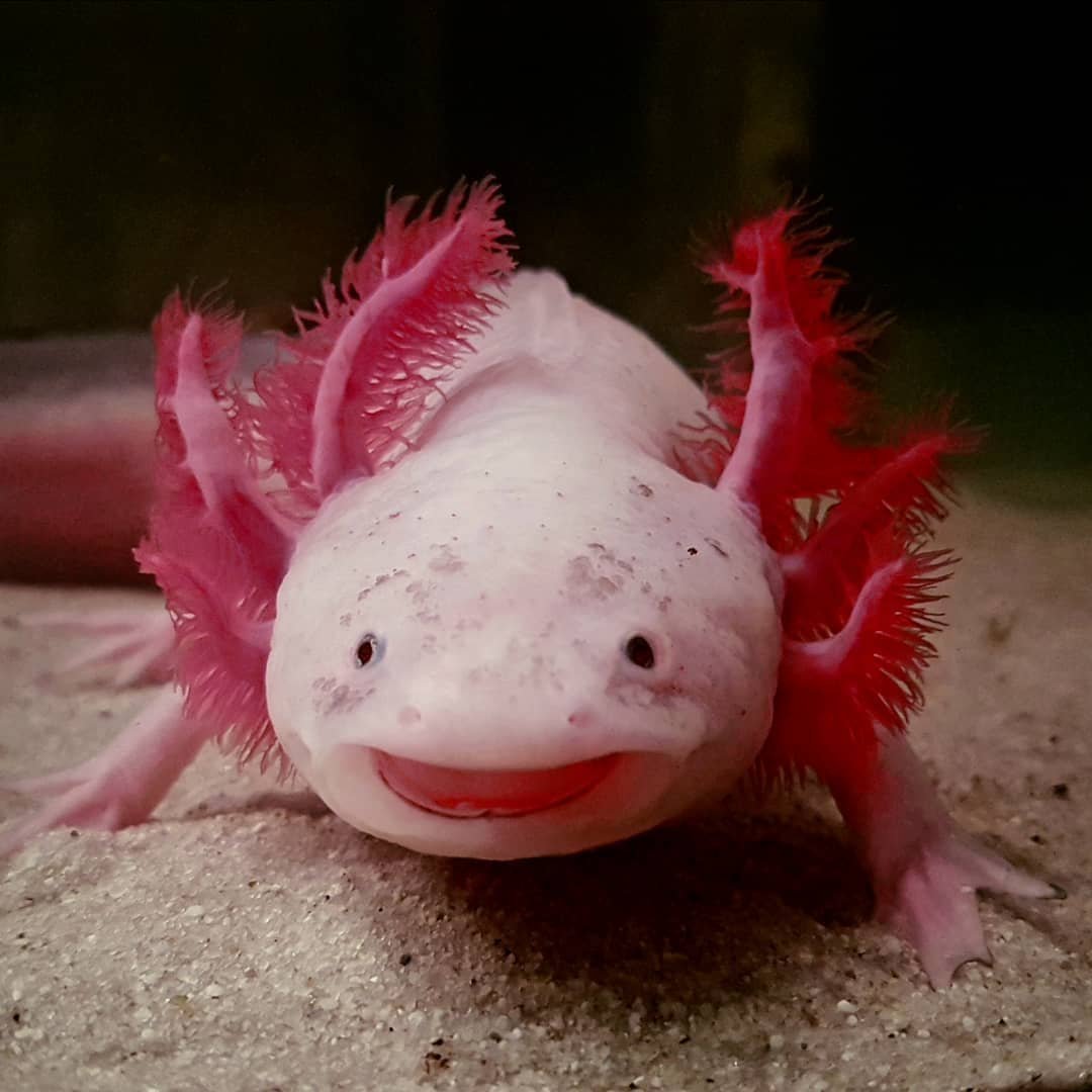 Аксолотль 1080