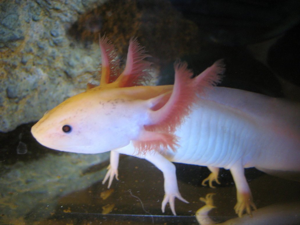 Личинка Саламандры аксолотль