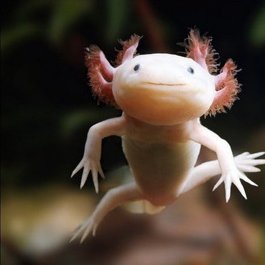 Морской дракончик аксолотль