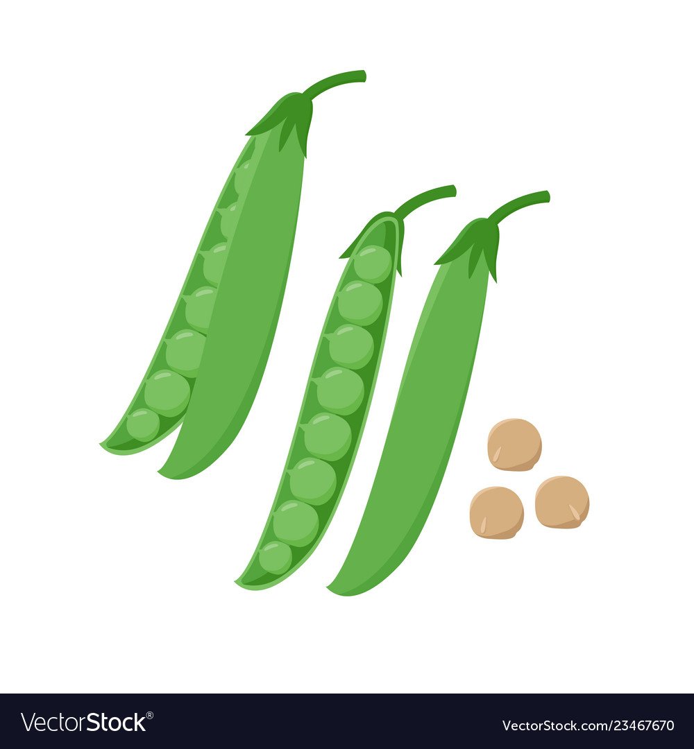 Стручок горошка вектор