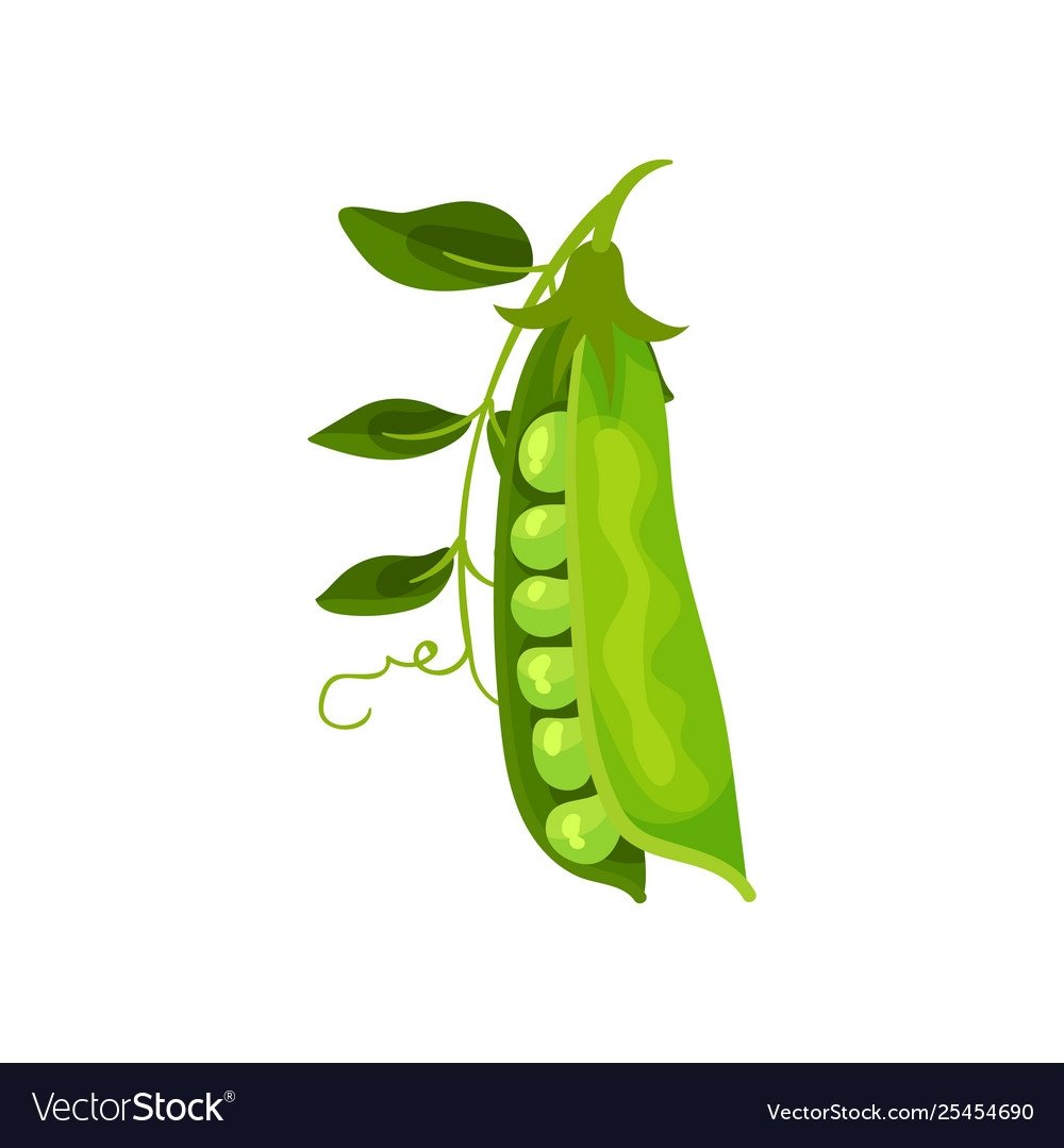 Веточка гороха