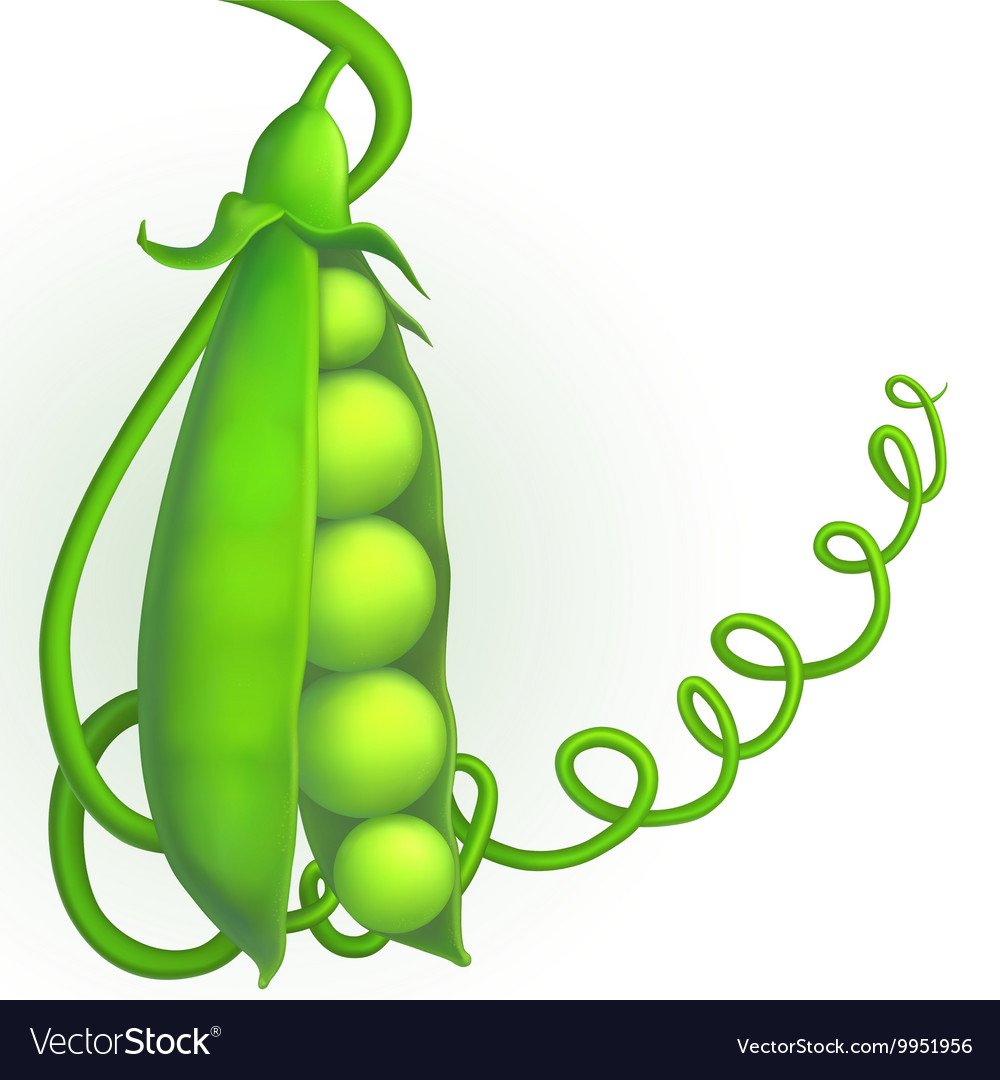 Загадка про горох для детей